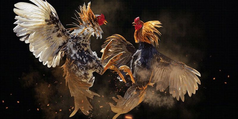 Chơi đá gà Kubet77 hãy phân tích phong độ chiến kê